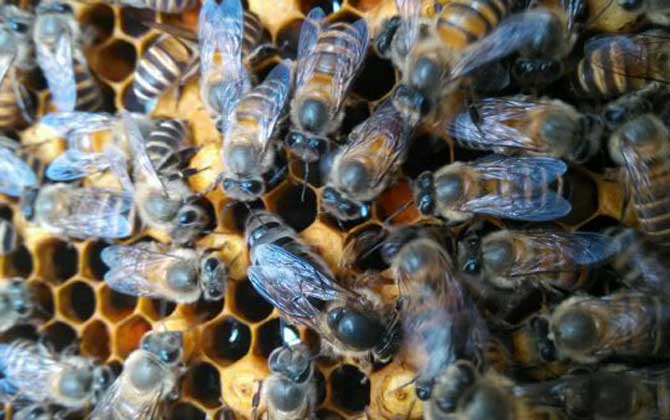 蜂種是養蜂效益的關鍵,試試這幾種方法,人工選擇改良蜂種質量! 蜂種