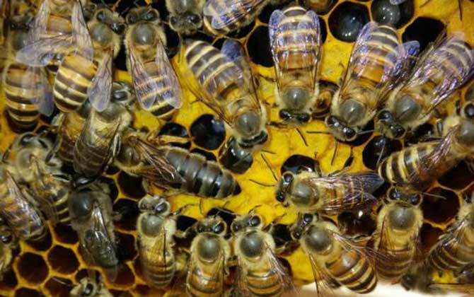 蜂群起“分蜂熱”怎么辦,試試這幾個辦法,快速解除“分蜂熱”! 分蜂熱