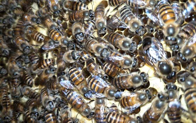 蜂群起“分蜂熱”怎么辦,試試這幾個辦法,快速解除“分蜂熱”! 分蜂熱