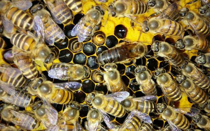 蜂群起“分蜂熱”怎么辦,試試這幾個辦法,快速解除“分蜂熱”! 分蜂熱