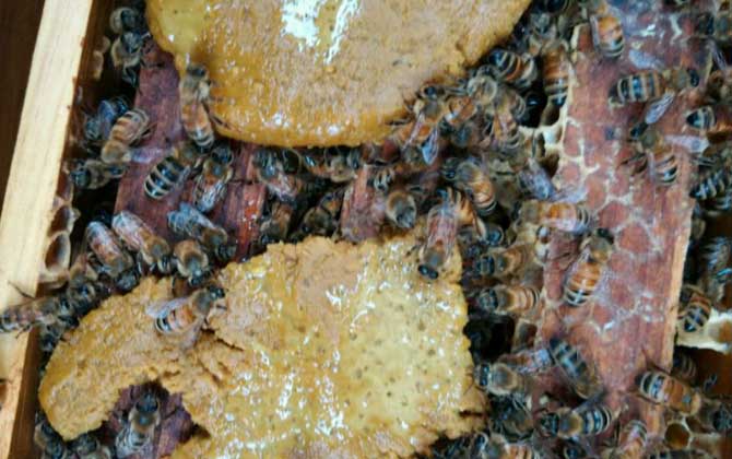 蜜蜂怎么安全越冬?必須具備這幾個條件,否則蜂群很難順利越冬! 蜜蜂越冬