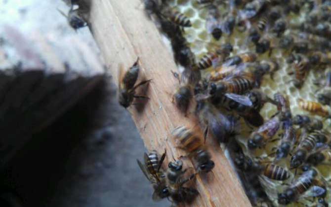 蜜蜂怎樣才能安全越冬?只需做到這幾點,輕松確保蜂群順利越冬! 蜜蜂越冬