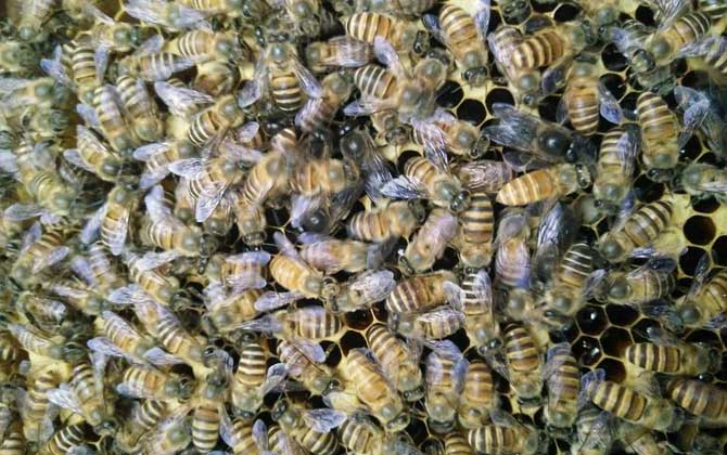 蜂王不產卵是什么原因?真相無非這幾個,搞清楚才能“對癥下藥”! 蜂王