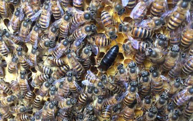 蜂王不產卵是什么原因?真相無非這幾個,搞清楚才能“對癥下藥”! 蜂王