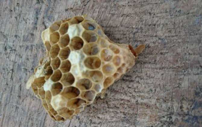 春季起王臺(tái)怎么處理?毀臺(tái)只能“治標(biāo)”,像這樣做才能“治本”! 王臺(tái)