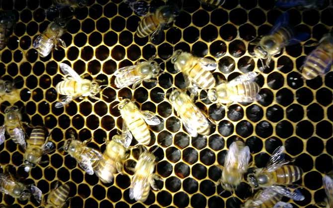 春季起王臺(tái)怎么處理?毀臺(tái)只能“治標(biāo)”,像這樣做才能“治本”! 王臺(tái)