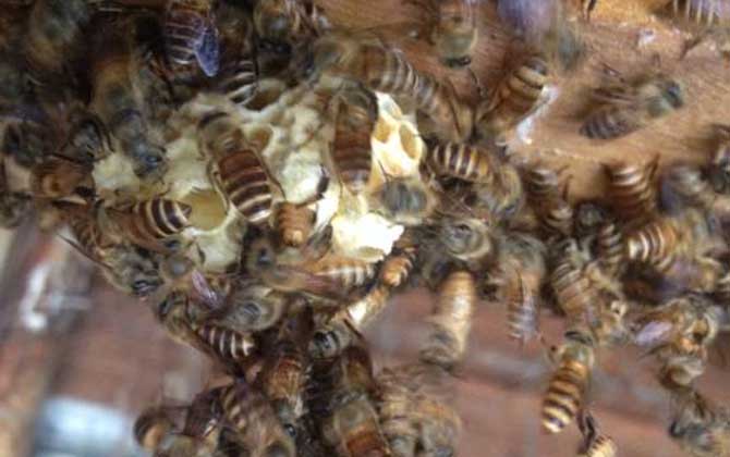 春季起王臺(tái)怎么處理?毀臺(tái)只能“治標(biāo)”,像這樣做才能“治本”! 王臺(tái)