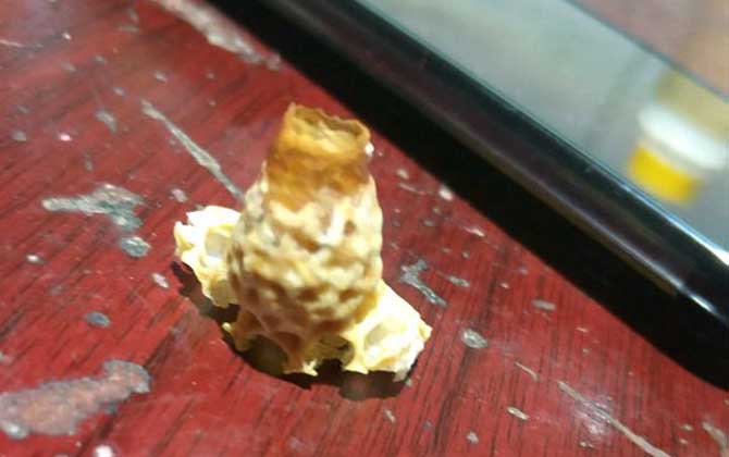 春季起王臺(tái)怎么處理?毀臺(tái)只能“治標(biāo)”,像這樣做才能“治本”! 王臺(tái)