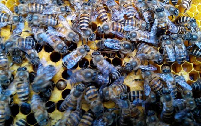 蜜蜂失王有什么表現?蜂群有這些現象,很有可能是蜂群失王了! 蜂王