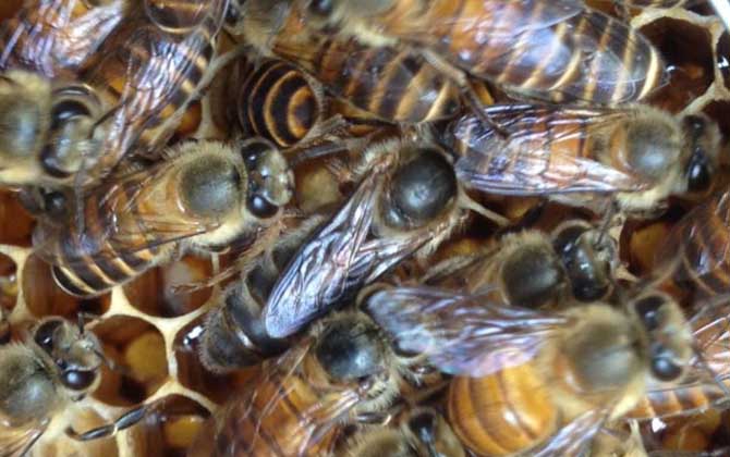 蜜蜂失王有什么表現?蜂群有這些現象,很有可能是蜂群失王了! 蜂王