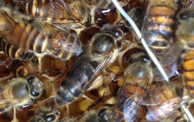 蜜蜂失王有什么表現?蜂群有這些現象,很有可能是蜂群失王了! 蜂王