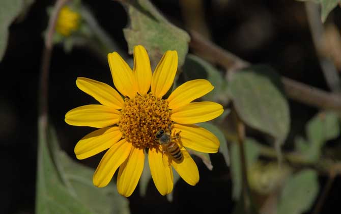 蜜蜂為什么要釀蜂蜜?并不是“無私奉獻”,僅僅是為了蜜蜂自己! 蜜蜂