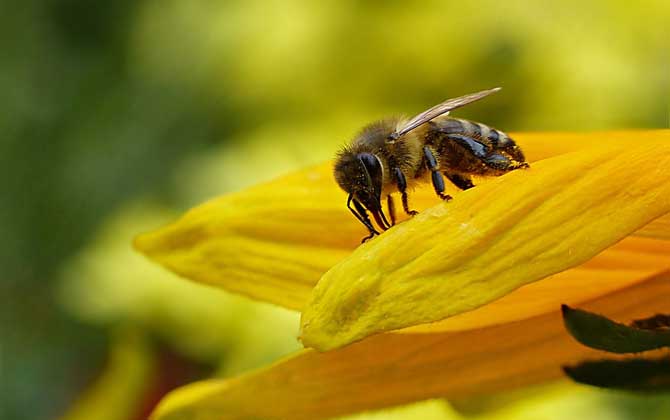 被蜜蜂蟄了怎么處理?不要太緊張,像這樣處理后基本沒啥大問題! 蜜蜂