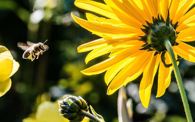 被蜜蜂蟄了怎么處理?不要太緊張,像這樣處理后基本沒啥大問題! 蜜蜂