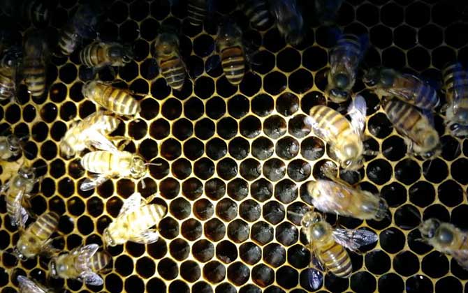 200只工蜂,1只蜂王,若這些條件都具備,也有機會發展成強群! 養蜂