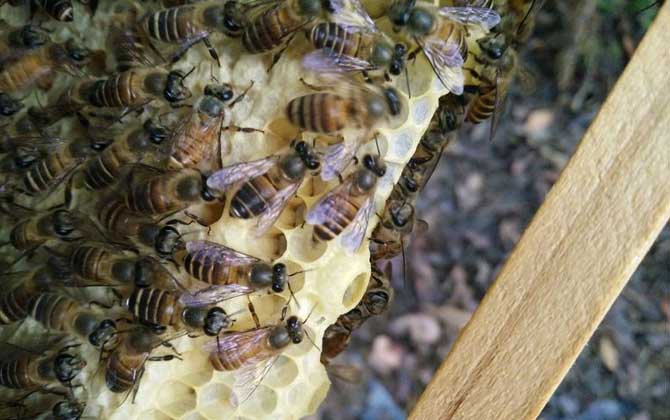 200只工蜂,1只蜂王,若這些條件都具備,也有機會發展成強群! 養蜂