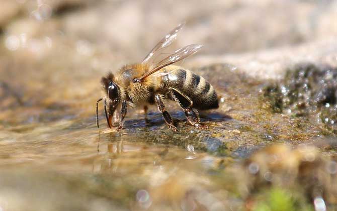 被蜜蜂蟄了怎么處理?只要不發生過敏,正確處理后一般問題不大! 蜜蜂