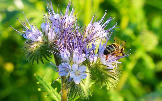 被蜜蜂蟄了怎么處理?只要不發生過敏,正確處理后一般問題不大! 蜜蜂