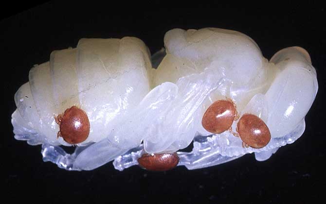 蜂產品有哪些種類?不僅僅只有蜂蜜,有些蜂產品比蜂蜜還要值錢! 蜂蛹