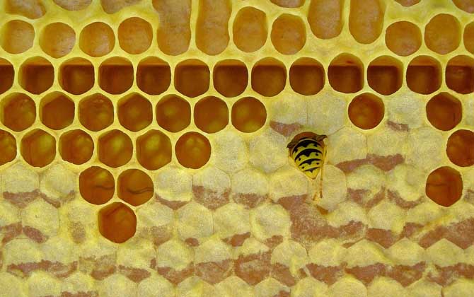 蜂蜜什么牌子好?蜂蜜的質(zhì)量與品牌無(wú)關(guān),但大品牌相對(duì)更有保障! 蜂蜜