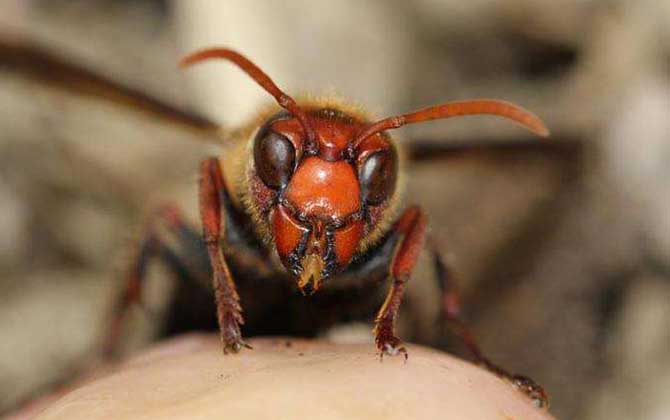 被虎頭蜂蟄了怎么辦?別不當(dāng)回事,虎頭蜂蟄人致死絕非空穴來(lái)風(fēng)! 虎頭蜂