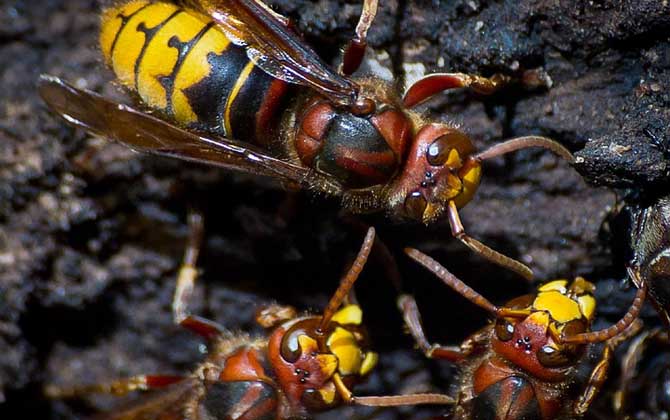 被虎頭蜂蟄了怎么辦?別不當(dāng)回事,虎頭蜂蟄人致死絕非空穴來(lái)風(fēng)! 虎頭蜂
