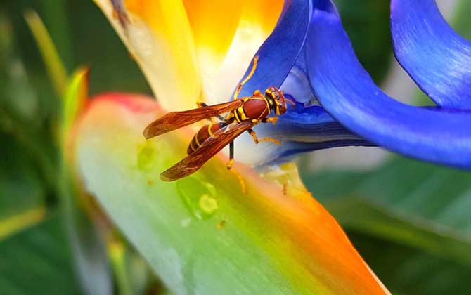 窗外有馬蜂窩吉利嗎?與吉利無關,只能表明窗外適合馬蜂筑巢! 馬蜂