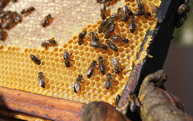 蜂蜜、蜂王漿、蜂膠、蜂蠟、蜂花粉、蜂毒、蜂蛹有什么區別? 蜂膠