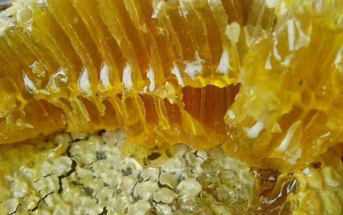 蜂巢蜜和土蜂蜜哪個好?并沒有定論,實際上土蜂也能釀制蜂巢蜜! 土蜂蜜