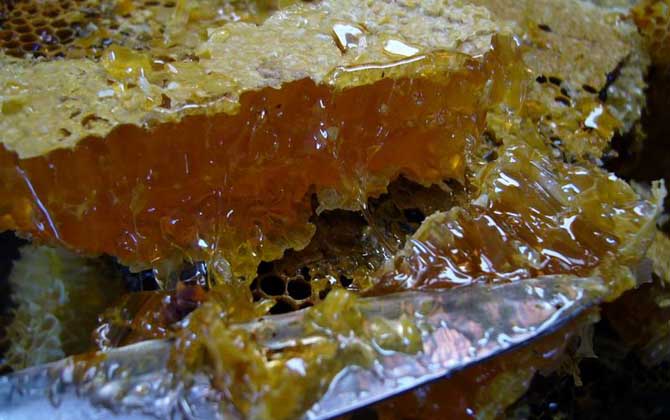 蜂巢蜜和土蜂蜜哪個好?并沒有定論,實際上土蜂也能釀制蜂巢蜜! 土蜂蜜