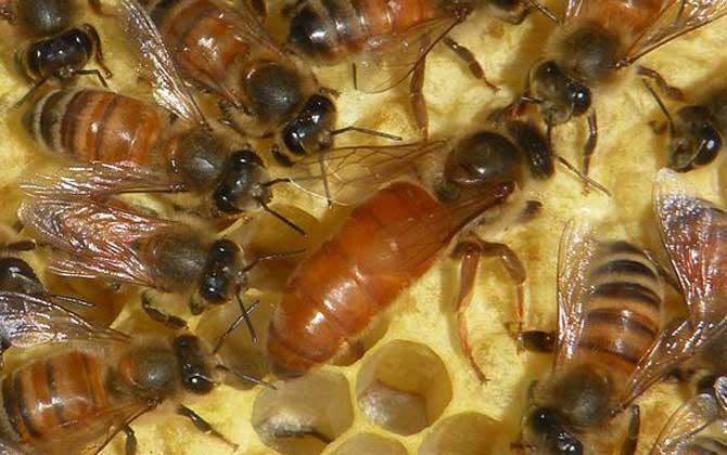 蜂王吃什么食物?答案是蜂王漿,蜂王漿是蜂王能成為蜂王的關鍵! 蜂王