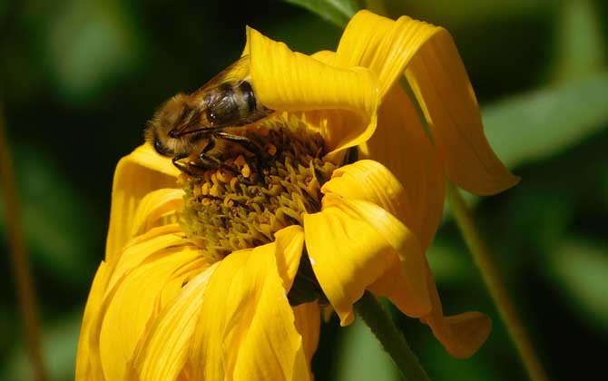 蜜蜂的習性有哪些?搞清楚蜜蜂的習性,養蜂時才能做到有的放矢! 蜜蜂