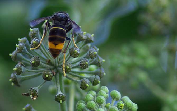 蜜蜂、馬蜂、黃蜂、胡蜂、虎頭蜂、牛角蜂、人頭蜂有什么區(qū)別? 胡蜂