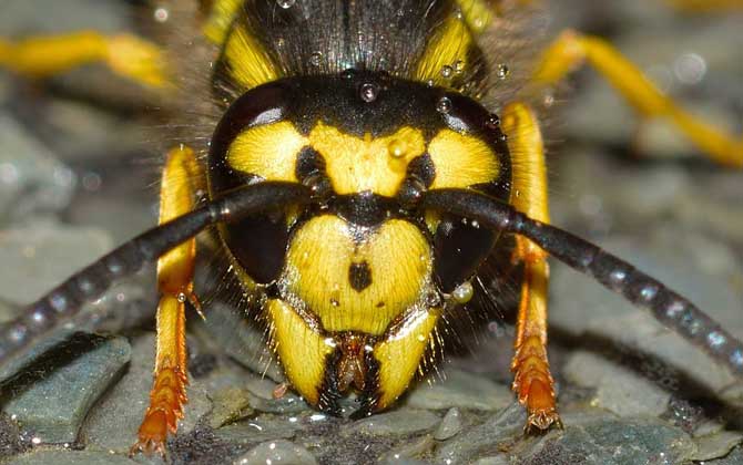 蜜蜂、馬蜂、黃蜂、胡蜂、虎頭蜂、牛角蜂、人頭蜂有什么區(qū)別? 虎頭蜂