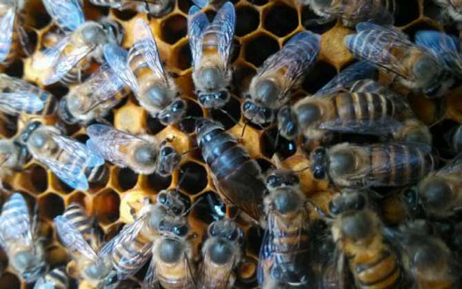 蜜蜂養(yǎng)殖技術(shù)有哪些?學(xué)會這些養(yǎng)蜂技術(shù),蜜蜂養(yǎng)殖才能得心應(yīng)手! 蜜蜂養(yǎng)殖