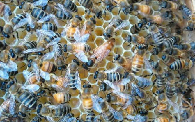 蜜蜂養(yǎng)殖技術(shù)有哪些?學(xué)會這些養(yǎng)蜂技術(shù),蜜蜂養(yǎng)殖才能得心應(yīng)手! 蜜蜂養(yǎng)殖