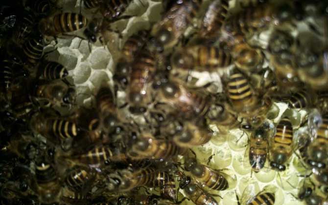 蜜蜂養(yǎng)殖技術(shù)有哪些?學(xué)會這些養(yǎng)蜂技術(shù),蜜蜂養(yǎng)殖才能得心應(yīng)手! 蜜蜂養(yǎng)殖