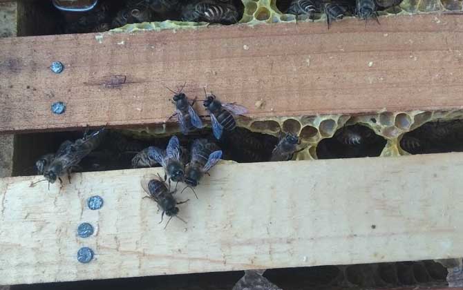 養中蜂最忌諱什么?這幾個毛病不改掉,永遠都養不好中蜂! 中蜂