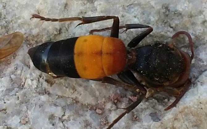 世界上最毒的蜂排名,尤其是前三種蜂,經(jīng)常有蜇人致死的報(bào)道! 黃腰胡蜂