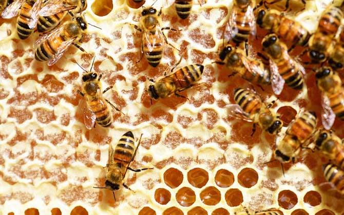 什么蜂蜜才是好蜂蜜??jī)蓚€(gè)點(diǎn),一是由花蜜釀成,二是完全釀成熟! 蜂蜜