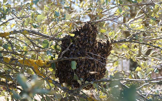 新手養蜂入門技術有哪些?只有掌握這些技術,養蜂才能得心應手! 養蜂