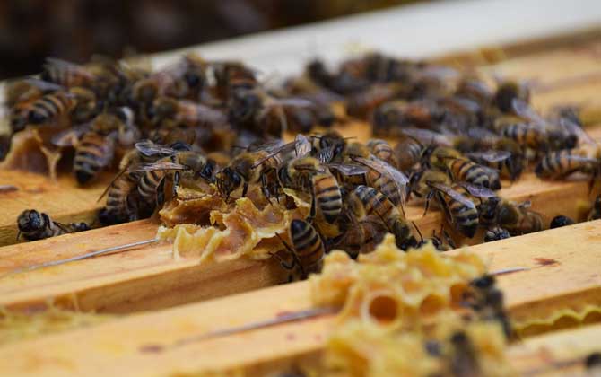 新手養蜂入門技術有哪些?只有掌握這些技術,養蜂才能得心應手! 養蜂