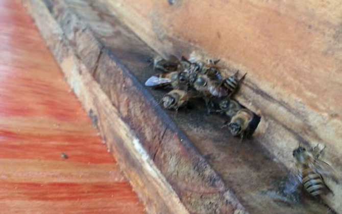 土蜂是什么蜂種?實際上是中華蜜蜂(中蜂),我國獨有的本土蜂種! 土蜂