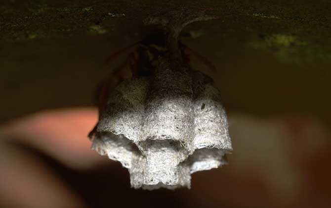 被馬蜂蟄了不處理有事嗎?小型馬蜂一般沒事,大型馬蜂可能致命! 馬蜂