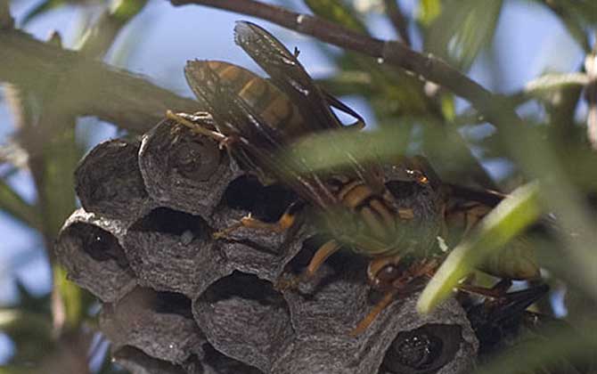 馬蜂來家里是福還是禍?無關禍福,只能說家里環(huán)境適合馬蜂筑巢! 馬蜂