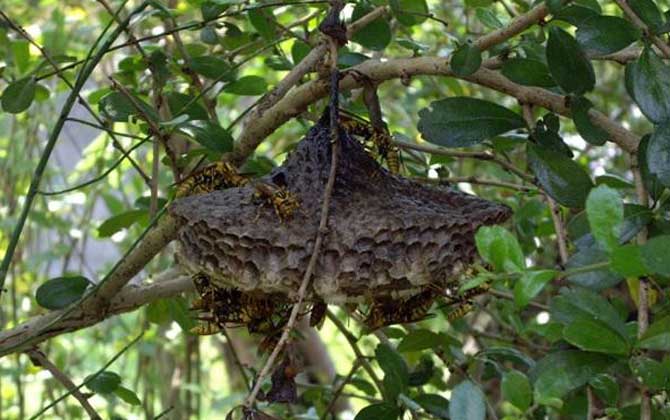 馬蜂來家里是福還是禍?無關禍福,只能說家里環(huán)境適合馬蜂筑巢! 馬蜂