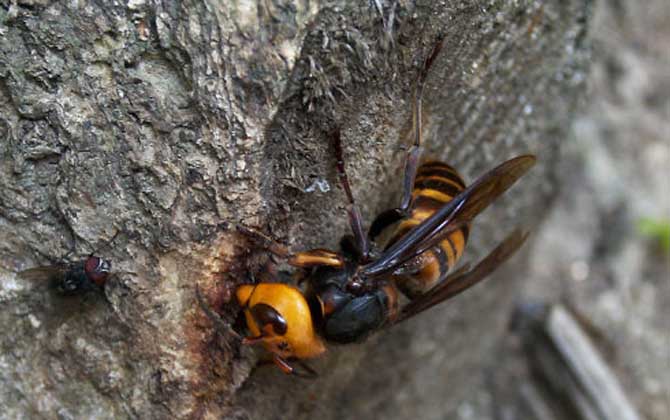 被牛角蜂蟄了找不到刺怎么辦?不必擔心,馬蜂蟄人不會留下毒刺! 牛角蜂