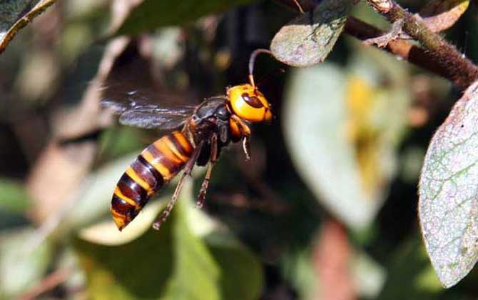 被牛角蜂蟄了找不到刺怎么辦?不必擔心,馬蜂蟄人不會留下毒刺! 牛角蜂