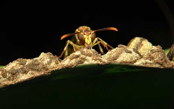 馬蜂窩捅了后多久會走?沒有固定的時間,一般1~3天便會飛走! 馬蜂