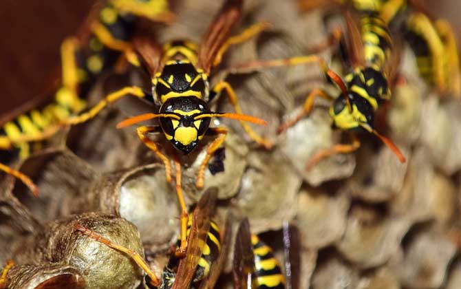 馬蜂蟄了腫了抹什么藥?像這樣處理,不但能止痛,還能快速消腫! 馬蜂